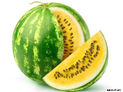 Desert King Watermelon Care: Growing A Drought Tolerant Watermelon Vine