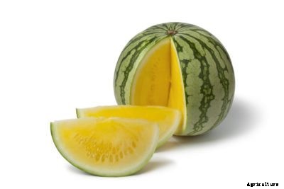 What Is A Buttercup Watermelon: Tips For Growing Buttercup Watermelons