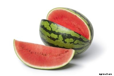 What Is A Crimson Sweet Watermelon – Growing Crimson Sweet In Gardens