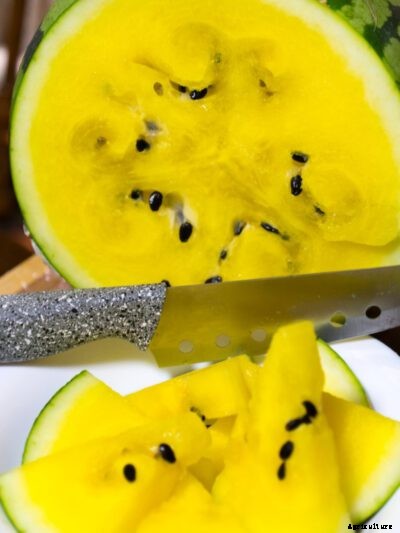 Watermelon ‘Yellow Baby’ – Tips For Yellow Baby Melon Care