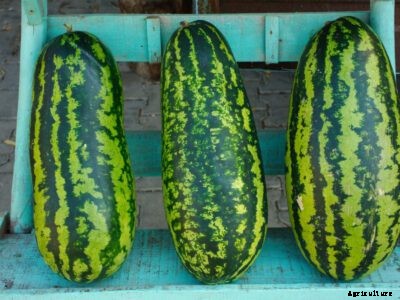 Jubilee Melon Care: Growing Jubilee Watermelons In The Garden