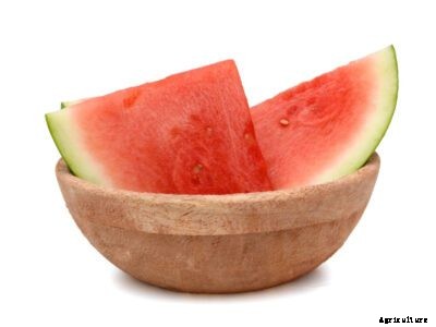 Watermelon ‘Millionaire’ Variety – Learn How To Grow A Millionaire Melon