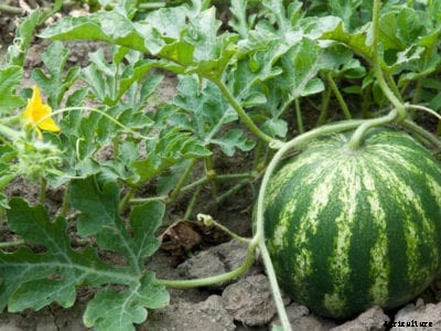 Watermelon Bacterial Rind Necrosis: What Causes Watermelon Rind Necrosis