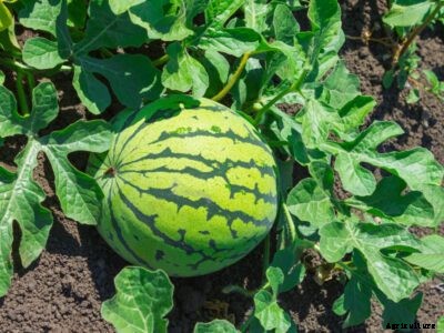 Gummy Stem Blight Symptoms: Treating Watermelons With Gummy Stem Blight