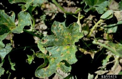 Watermelon Alternaria Leaf Spot Control – Treating Leaf Blight Of Watermelon Crops