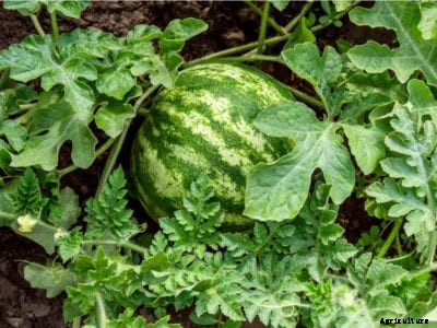 Watermelon Diplodia Rot: Managing Stem End Rot Of Watermelon Fruits