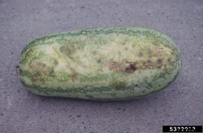 Watermelon Anthracnose Info: How To Control Watermelon Anthracnose