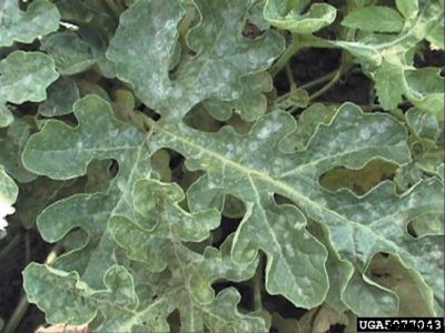 Watermelon Powdery Mildew Control – Treating A Watermelon With Powdery Mildew