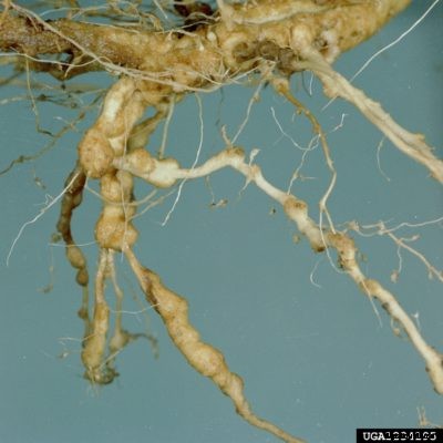 Watermelon Nematode Treatment – Managing Nematodes Of Watermelon Plants