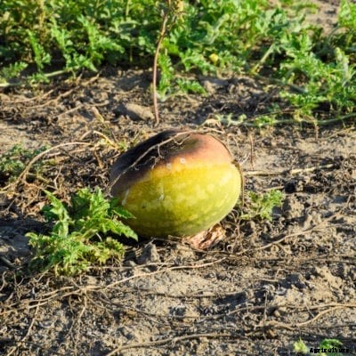 Watermelons Rotting On The Vine: What To Do For Watermelon Belly Rot