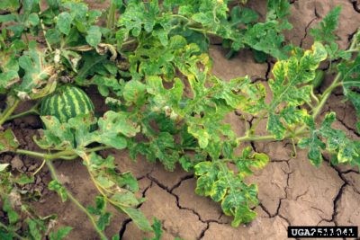 What Is Watermelon Leaf Curl – Treating Squash Leaf Curl On Watermelons