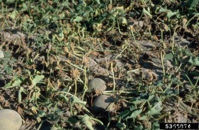 Watermelon Fusarium Treatment: Managing Fusarium Wilt On Watermelons