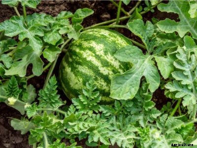 Watermelon Mosaic Virus: Treating Watermelon Plants With Mosaic Virus