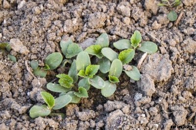 Watermelon Damping Off Info – What Makes Watermelon Seedlings Die