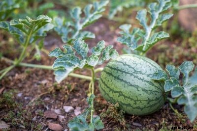 Removing Melon Fruit: How To Thin Out Watermelon Plants