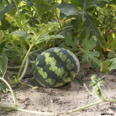 Why Are My Watermelons Small: Treating Stunted Watermelon Growth