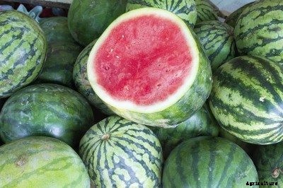 Information About Seedless Watermelon Seeds – Where Do Seedless Watermelons Come From