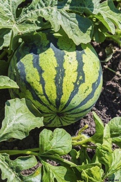Fertilizing Watermelons: What Fertilizers To Use On Watermelon Plants