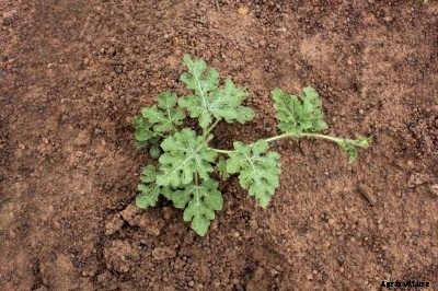 Spacing Watermelon Plants: How Much Space Between Watermelons