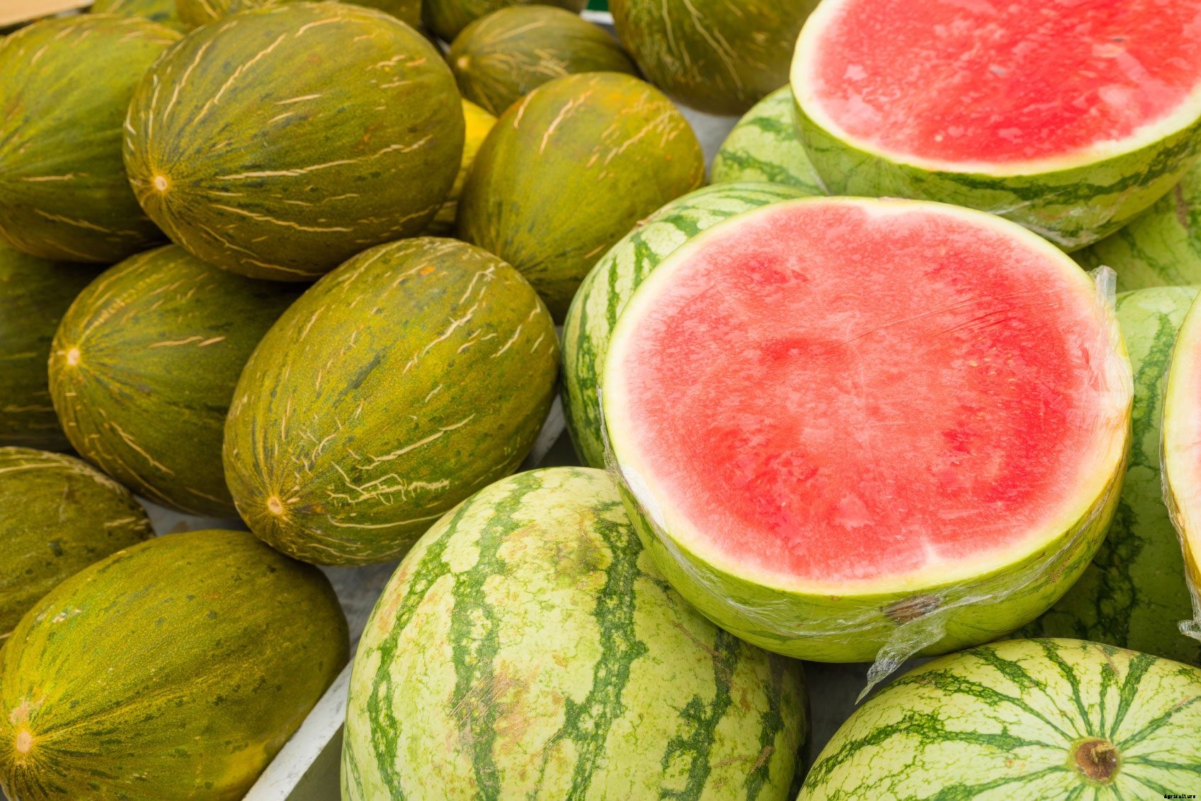 Watermelon Plant Varieties: Common Types Of Watermelon