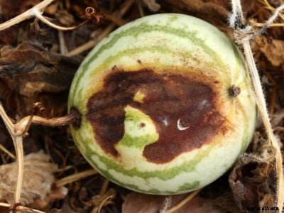Watermelon Disease Control: How To Treat Diseases Of Watermelon Plants