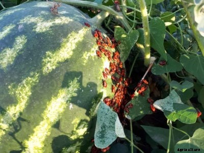 Watermelon Pest Control: Tips On Treating Watermelon Plant Bugs