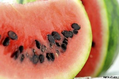 DIY Watermelon Seed Growing: Saving And Storing Watermelon Seed