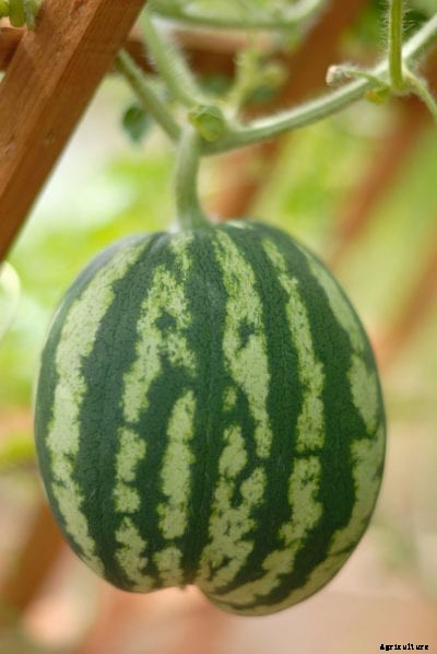 Watermelon Vine Support: Tips For Growing Watermelon On A Trellis