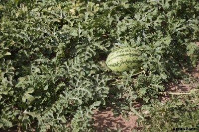 Watermelon Trimming: Should I Be Cutting Watermelon Vines