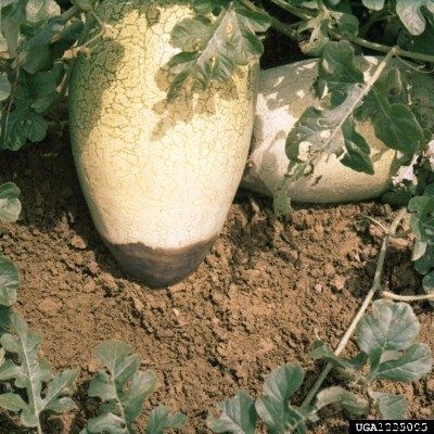 Watermelon Bottom Turns Black: What To Do For Blossom Rot In Watermelons