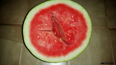 Watermelon Hollow Heart: What To Do For Hollow Watermelons