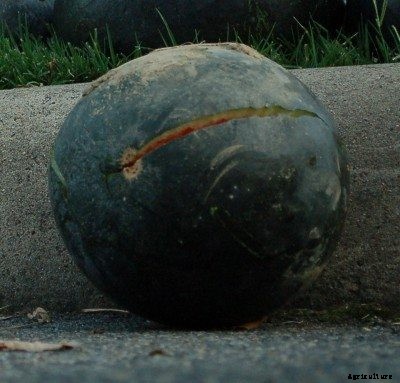 Homegrown Watermelon Splitting: What Makes Watermelons Split In Garden