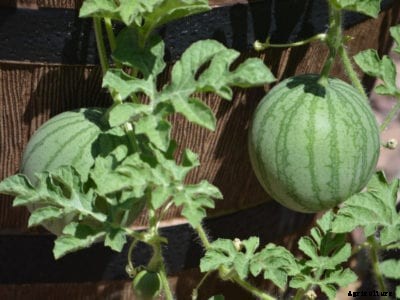 Tips For Growing Watermelons In Containers