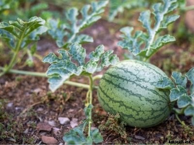 How To Water Watermelon Plants And When To Water Watermelons