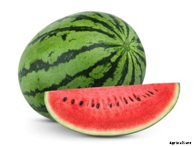 How To Pick A Ripe Watermelon