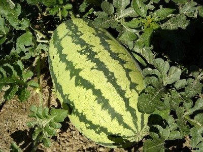 Tips For Growing Watermelon In Gardens