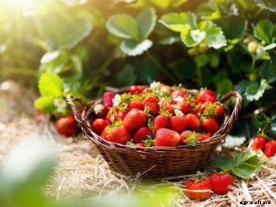 Fresh Strawberry Uses – What To Do With Strawberries From The Garden