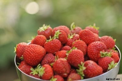 Honeoye Strawberry Plants: Tips For Growing Honeoye Strawberries