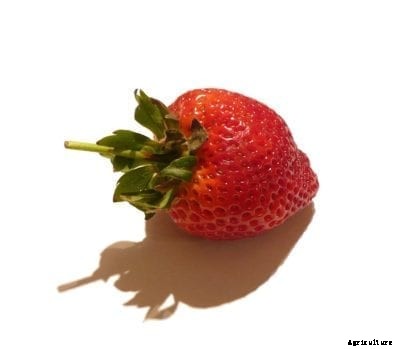 Camarosa Strawberry Care: How To Grow A Camarosa Strawberry Plant