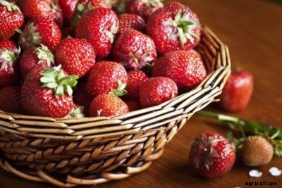 Aromas Strawberry Facts: Tips For Growing Aromas Strawberries