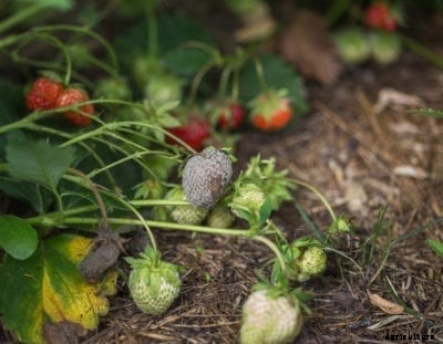 Strawberry Botrytis Rot Treatment – Dealing With Botrytis Rot Of Strawberry Plants