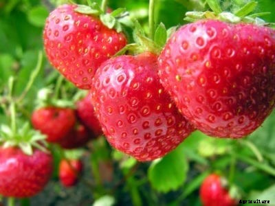 Strawberry Chill Hours – What Are Strawberry Chilling Requirements