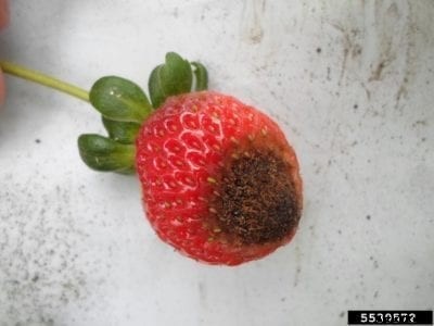 Strawberries With Anthracnose – Treating Strawberry Anthracnose Disease