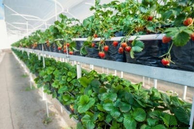 Info On Greenhouse Strawberries – How To Plant Strawberries In A Greenhouse