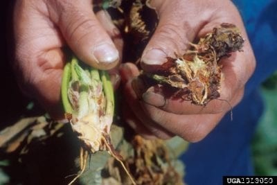 Strawberry Verticillium Wilt Control – Fixing Strawberries With Verticillium Wilt