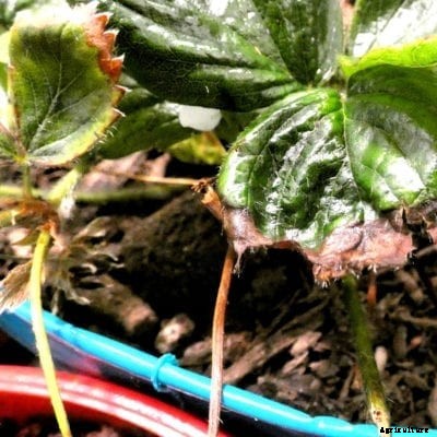 Strawberry Rhizoctonia Rot: Controlling Rhizoctonia Rot Of Strawberries