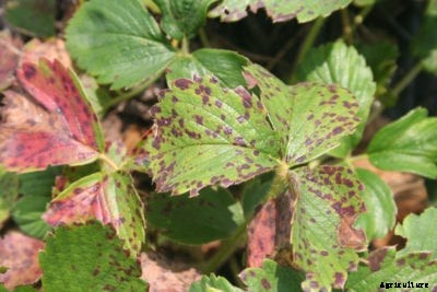 Strawberries With Leaf Scorch – Treating Strawberry Leaf Scorch Symptoms