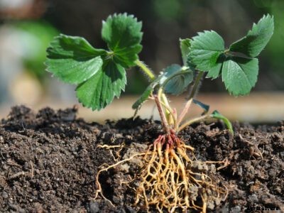 Red Stele Symptoms – Managing Red Stele Disease In Strawberry Plants