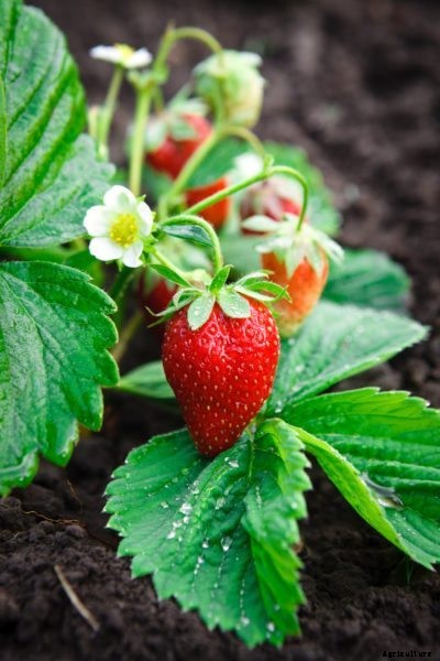 Strawberry Renovation Guide: Learn How To Renovate Strawberry Plants