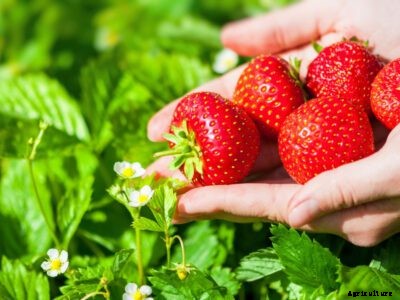 Elsanta Strawberry Facts: Tips For Elsanta Berry Care In The Garden